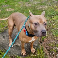 Oak, a male American Pit Bull Terrier for sale in Roy, WA – Photo 4 of 8