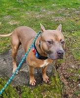 Oak, a male American Pit Bull Terrier for sale in Roy, WA – Photo 4 of 8