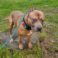 Oak, a male American Pit Bull Terrier for sale in Roy, WA – Photo 6 of 8