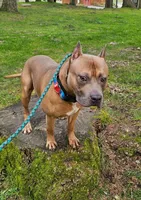 Oak, a male American Pit Bull Terrier for sale in Roy, WA – Photo 6 of 8