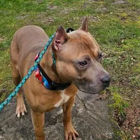 Oak, a male American Pit Bull Terrier for sale in Roy, WA – Photo 5 of 8