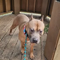 Oak, a male American Pit Bull Terrier for sale in Roy, WA – Photo 3 of 8