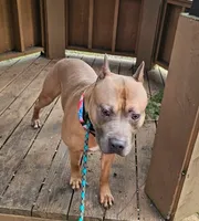 Oak, a male American Pit Bull Terrier for sale in Roy, WA – Photo 3 of 8