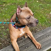 Oak, a male American Pit Bull Terrier for sale in Roy, WA – Photo 8 of 8