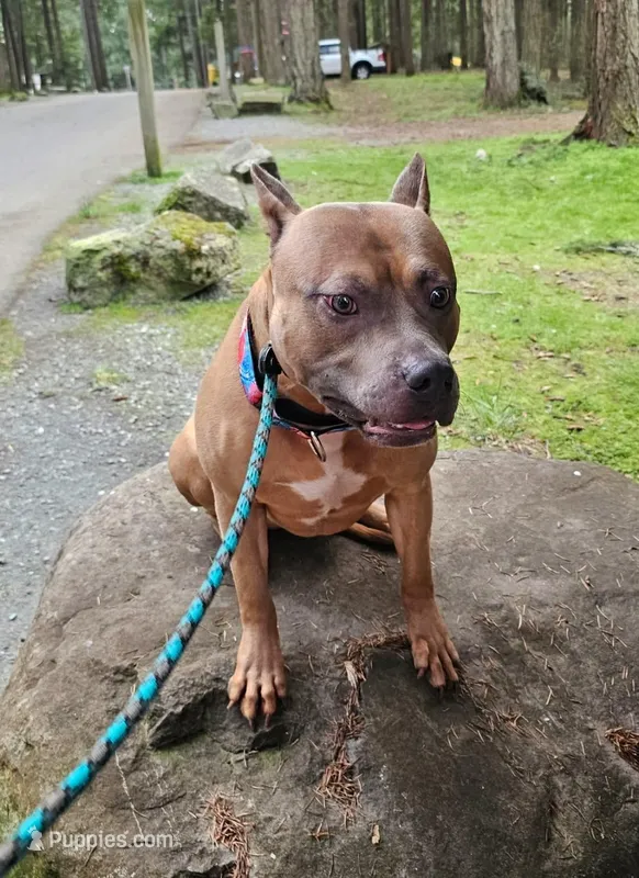 Oak, a male American Pit Bull Terrier for sale in Roy, WA – Photo 1 of 8
