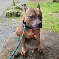 Oak, a male American Pit Bull Terrier for sale in Roy, WA – Photo 1 of 8