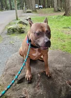 Oak, a male American Pit Bull Terrier for sale in Roy, WA – Photo 1 of 8