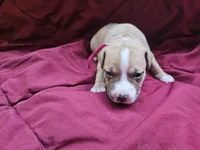 Hot pink collar, a female American Pit Bull Terrier for sale in Roy, WA – Photo 8 of 9