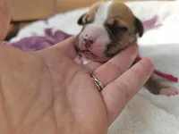 Hot pink collar, a female American Pit Bull Terrier for sale in Roy, WA – Photo 4 of 9