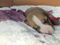 Hot pink collar, a female American Pit Bull Terrier for sale in Roy, WA – Photo 5 of 9