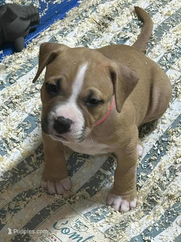 Hot pink collar, a female American Pit Bull Terrier for sale in Roy, WA – Photo 1 of 9