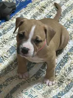 Hot pink collar, a female American Pit Bull Terrier for sale in Roy, WA – Photo 1 of 9