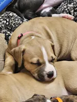 Hot pink collar, a female American Pit Bull Terrier for sale in Roy, WA – Photo 3 of 9