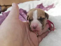 Hot pink collar, a female American Pit Bull Terrier for sale in Roy, WA – Photo 2 of 9