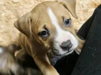 Hot pink collar, a female American Pit Bull Terrier for sale in Roy, WA – Photo 9 of 9