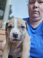 Hot pink collar, a female American Pit Bull Terrier for sale in Roy, WA – Photo 7 of 9