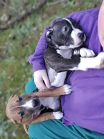 Burgundy collar, a female American Pit Bull Terrier for sale in Roy, WA – Photo 1 of 10