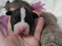 Burgundy collar, a female American Pit Bull Terrier for sale in Roy, WA – Photo 6 of 10