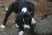 Burgundy collar, a female American Pit Bull Terrier for sale in Roy, WA – Photo 2 of 10