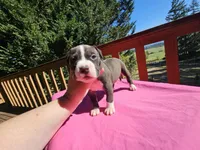 Burgundy collar, a female American Pit Bull Terrier for sale in Roy, WA – Photo 10 of 10