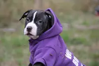 Burgundy collar, a female American Pit Bull Terrier for sale in Roy, WA – Photo 3 of 10