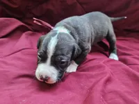 Burgundy collar, a female American Pit Bull Terrier for sale in Roy, WA – Photo 7 of 10