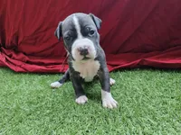 Burgundy collar, a female American Pit Bull Terrier for sale in Roy, WA – Photo 8 of 10