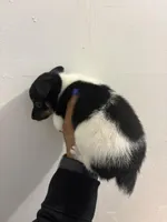 Dos, a female Toy Fox Terrier for sale in Cleveland, OH – Photo 3 of 3