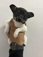 Dos, a female Toy Fox Terrier for sale in Cleveland, OH – Photo 2 of 3