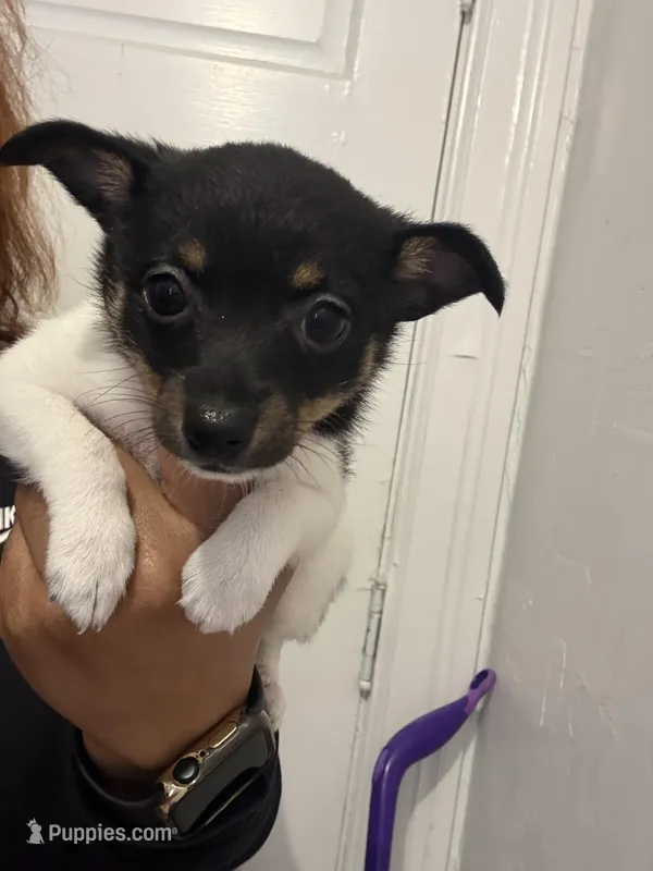 Dos – Toy Fox Terrier puppy for sale in Cleveland, OH