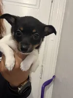 Dos, a female Toy Fox Terrier for sale in Cleveland, OH – Photo 1 of 3