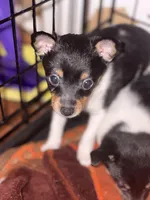 Uno, a male Toy Fox Terrier for sale in Cleveland, OH – Photo 4 of 4