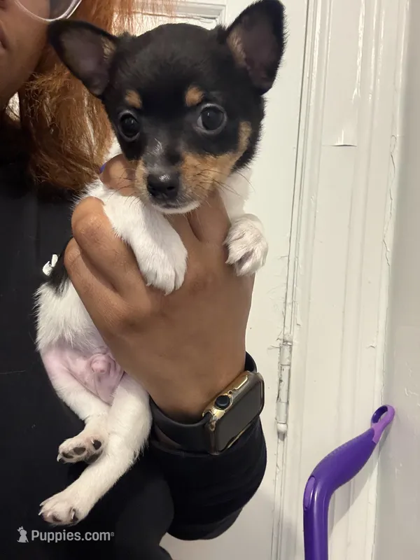 Uno – Toy Fox Terrier puppy for sale in Cleveland, OH