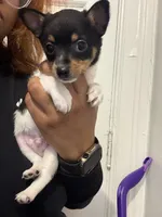 Uno, a male Toy Fox Terrier for sale in Cleveland, OH – Photo 1 of 4