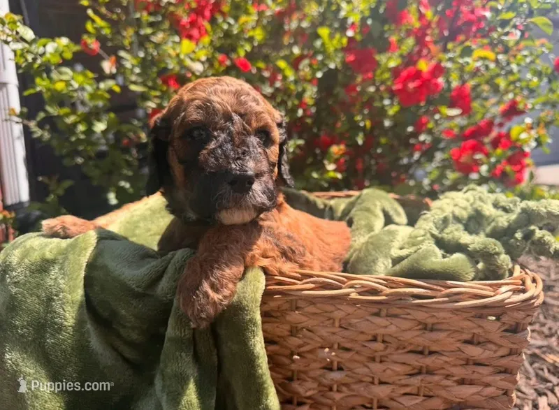 Mabel – Goldendoodle, Poodle - Standard  puppy for sale in Maryville, TN