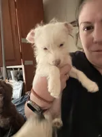 Princess, a female Chipoo for sale in Cowpens, SC – 2 of 9