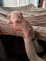 Princess, a female Chipoo for sale in Cowpens, SC – 4 of 9