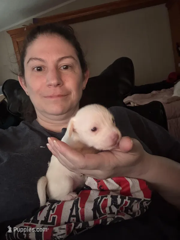 Princess – Chipoo puppy for sale in Cowpens, SC