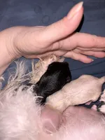 Princess, a female Chipoo for sale in Cowpens, SC – 2 of 9