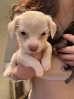 Princess, a female Chipoo for sale in Cowpens, SC – 5 of 9
