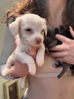 Princess, a female Chipoo for sale in Cowpens, SC – 6 of 9