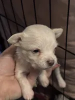 Vinny, a male Chipoo for sale in Cowpens, SC – 3 of 3