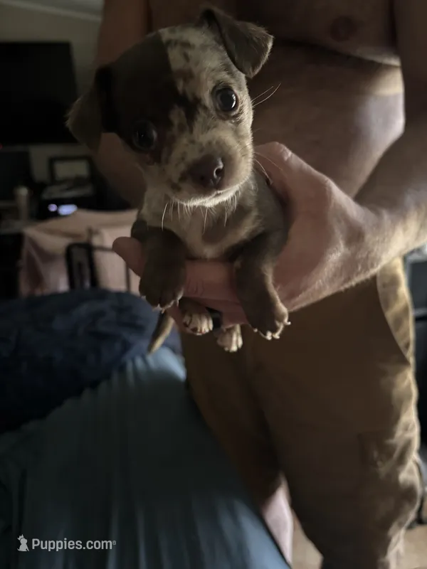Caramel  – Chipoo puppy for sale in Cowpens, SC