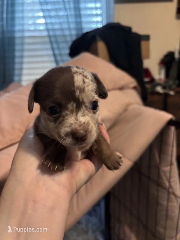 Caramel  – Chipoo puppy for sale in Cowpens, SC