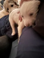 Princess, a female Chipoo for sale in Cowpens, SC – 6 of 9