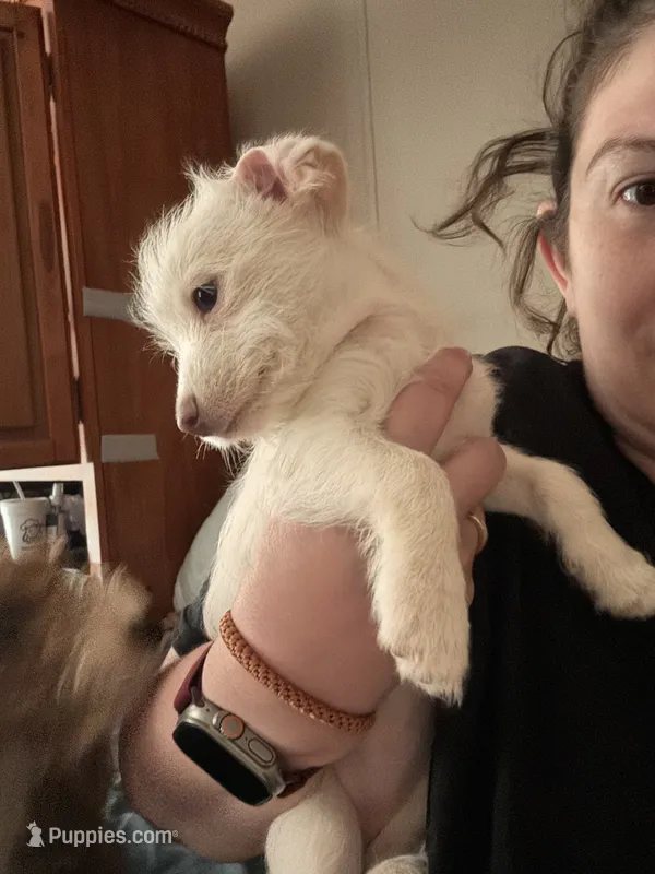 Princess – Chipoo puppy for sale in Cowpens, SC