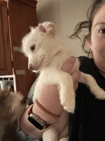 Princess, a female Chipoo for sale in Cowpens, SC – 1 of 9