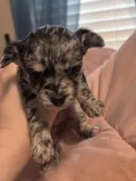 Cocoa, a female Chipoo for sale in Cowpens, SC – 4 of 4