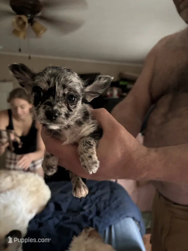 Cocoa – Chipoo puppy for sale in Cowpens, SC