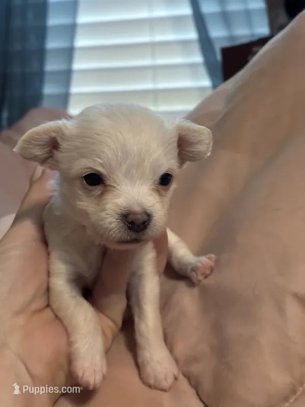 Vinny – Chipoo puppy for sale in Cowpens, SC